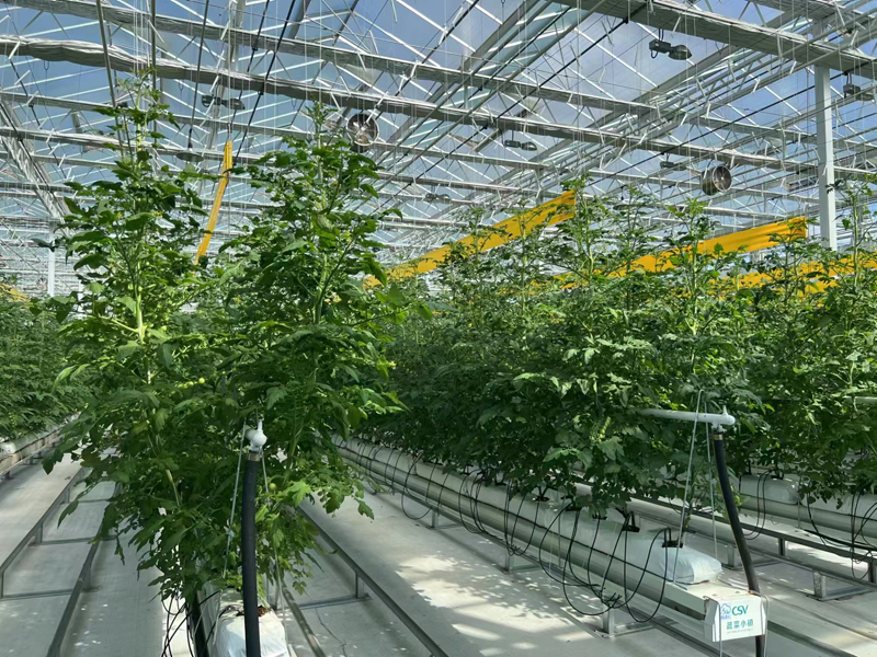 無土栽培